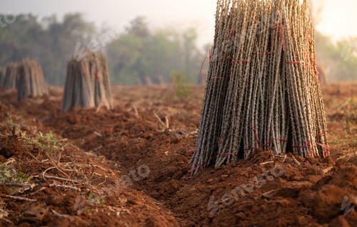 Preview: Cassava farm. Manioc or tapioca plant field. Bundle of cassava trees in cassava farm. Plowed field