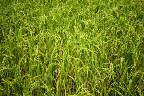 Preview: Paddy Rice Field , Soft Color Style For Background