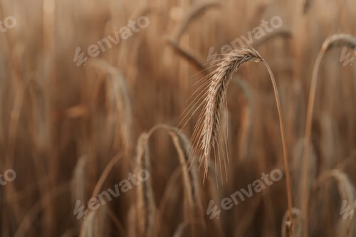 Preview: Yellow ripe ears of wheat plants, beautiful field, golden hour - sunset. Harvest, nature, agricultur