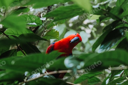 Preview: Parrot in the trees