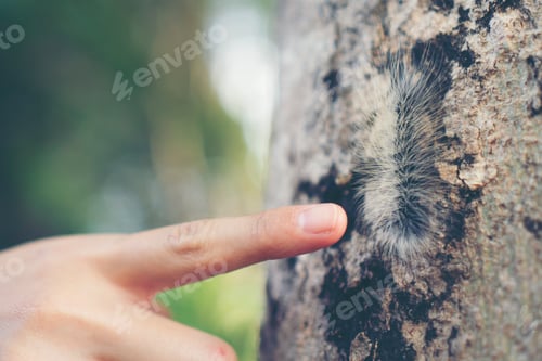 Preview: hairy caterpillar on her finger