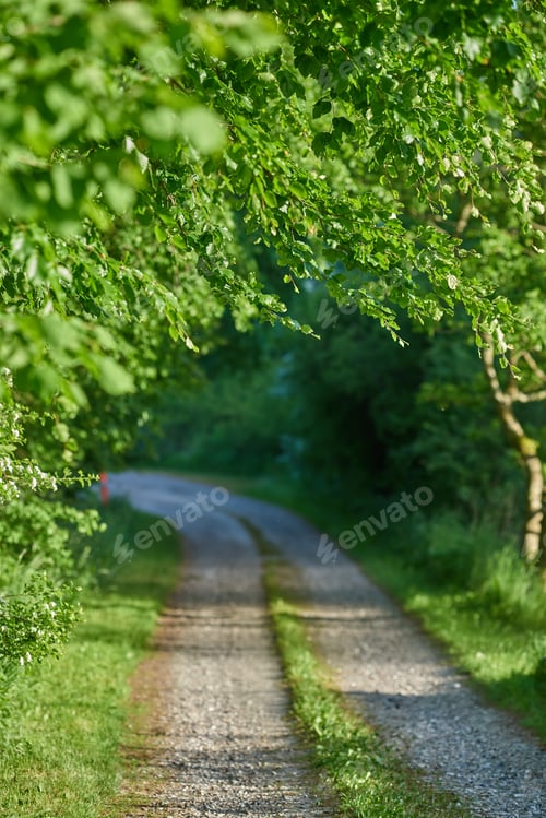 Preview: Dirt road in the forest A photo of green and lush forest in springtime