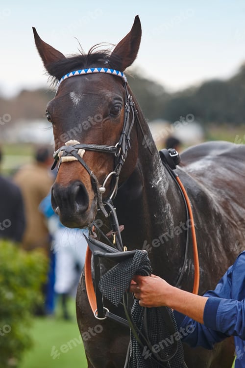 Preview: Race horse head after the race. Paddock area. Vertical