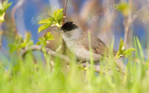 Preview: Eurasian blackcap, Sylvia atricapilla. The male sits on a tree branch low over the grass