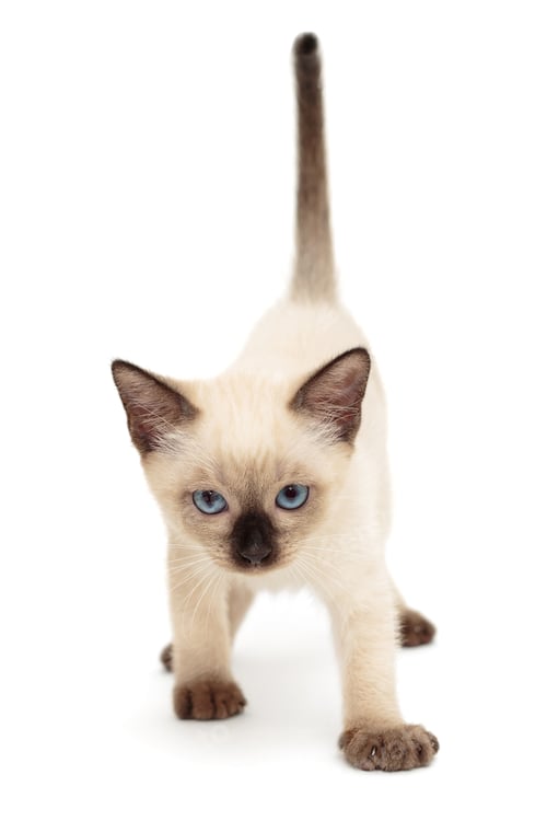 Preview: Little Siamese kitten goes