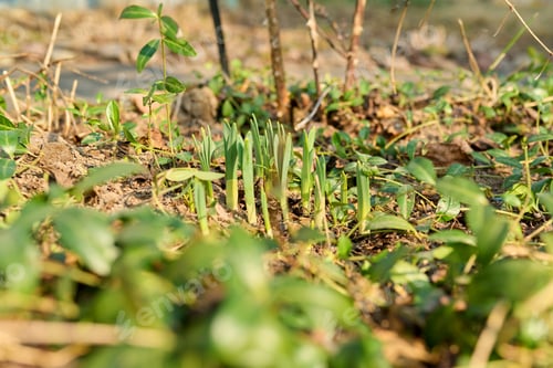 Preview: Early spring, sprouting flowers in a sunny flower bed in a backyard garden