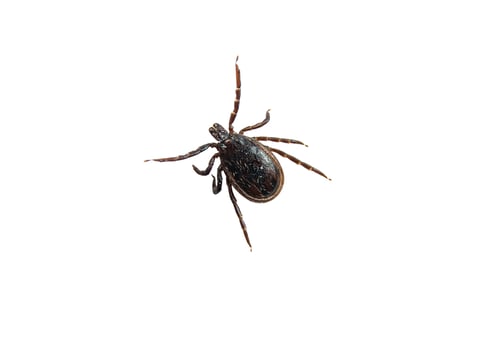 Preview: Castor bean tick (male) isolated on white background
