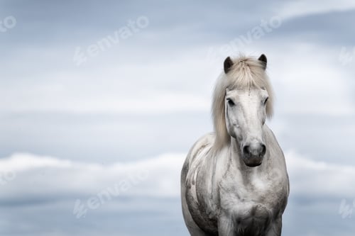 Preview: Horses in Iceland. Wild horses in a group. Horses on the Westfjord in Iceland.