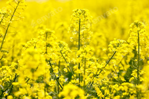 Preview: Flowers at Hitachi Seaside Park in Ibaraki, Japan.