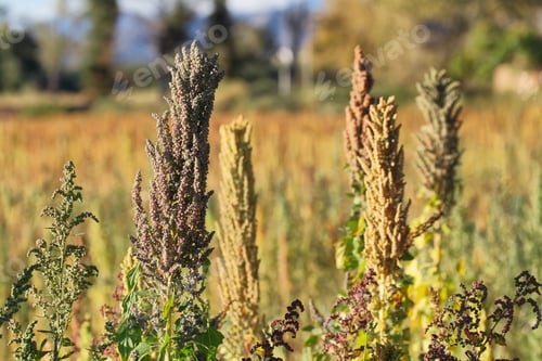 Preview: Quinoa plantation (Chenopodium quinoa)