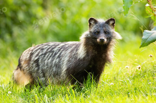 Preview: Horizontal composition of wild raccoon dog, nyctereutes procyonoides, in summer