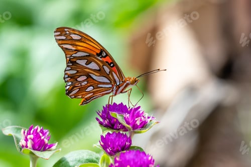 Preview: Selective focus shot of a butterfly