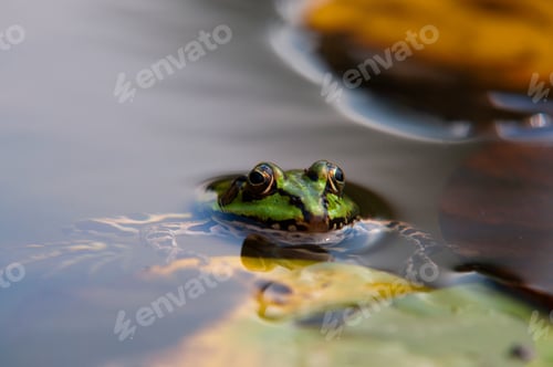 Preview: frog resting in a swamp