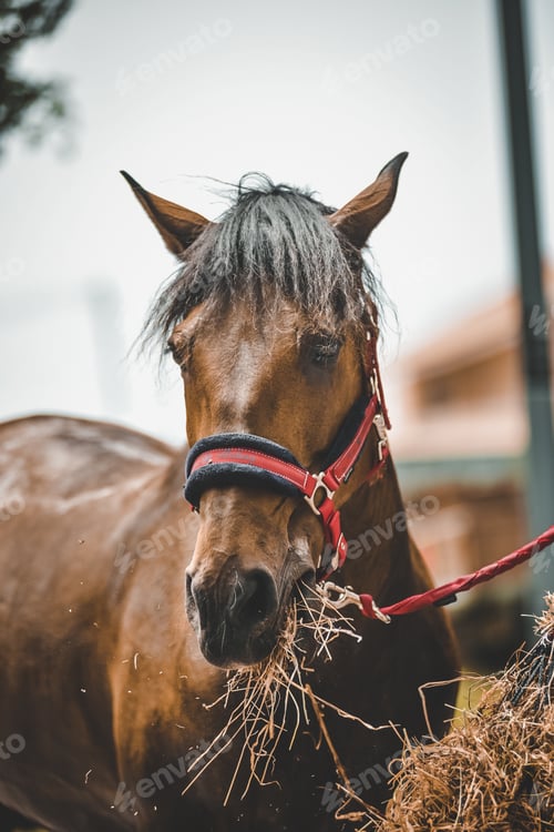 Preview: Vertical shot of a horse eating hay with a blurred background