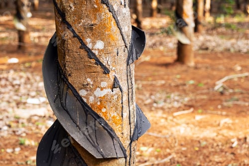 Preview: Rubber tree on plantation, close-up. Collecting latex from rubber tree.