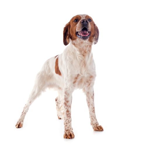 Preview: brittany spaniel