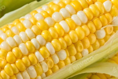 Preview: Raw Organic Sweet Corn on the Cob
