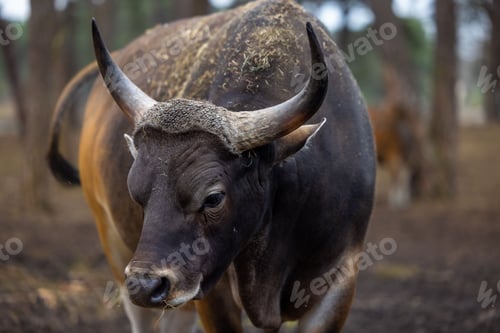 Preview: African buffalo with horns standing in an open field area of wood