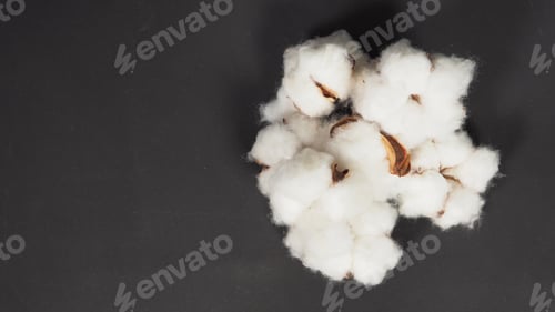 Preview: Cotton flowers on black background.