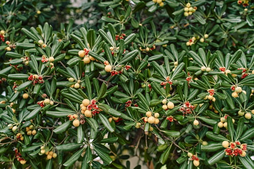 Preview: Fruits with seeds among green foliage on pittosporum tobira bush in the garden