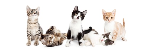 Preview: Banner of Cute Playful Kittens