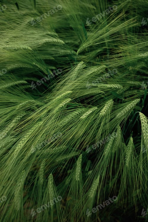 Preview: Close up view of growing green wheat on agricultural field