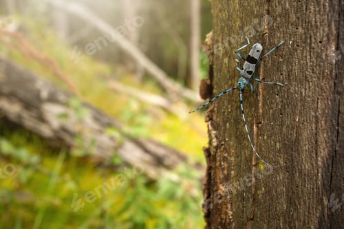 Preview: Alpine longhorn beetle climbing on tree in sunlight