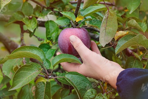 Preview: Woman holding wicker basket and harvesting apples from fruit tree