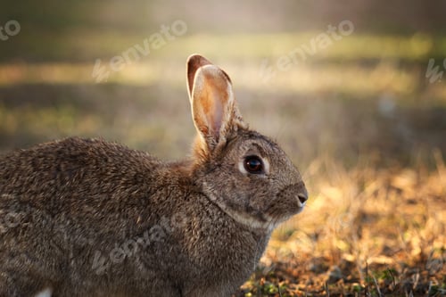 Preview: Wild Rabbit Resting Peacefully on Mossy Ground in Soft Natural Light Outdoors.