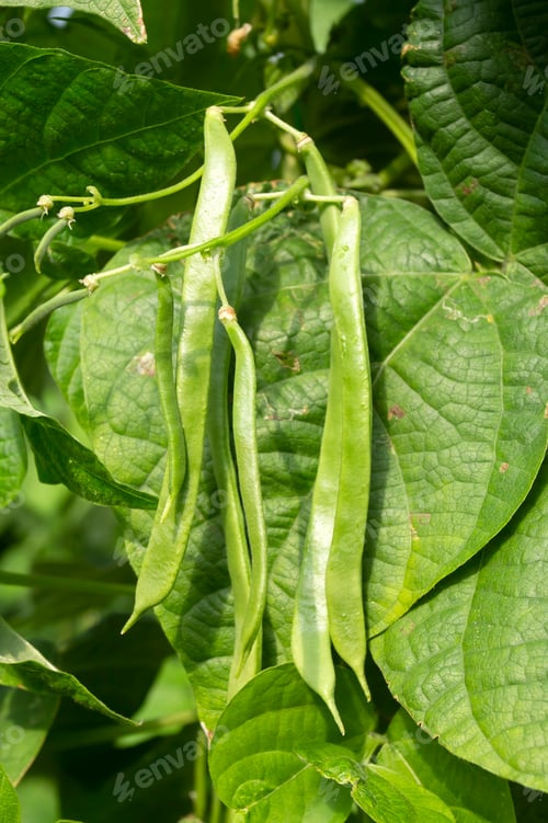 Preview: Organic, fresh, green bean field
