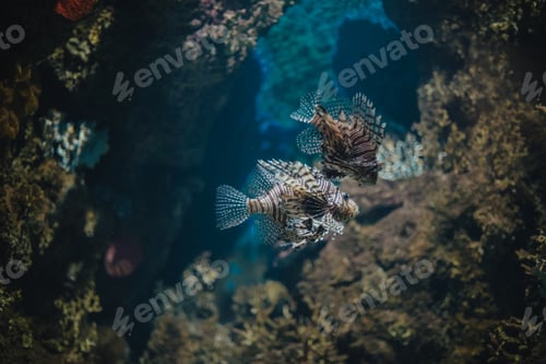 Preview: A lion fish under deep blue waters