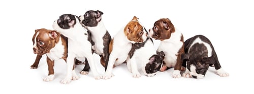 Preview: Litter of Puppies Looking Around