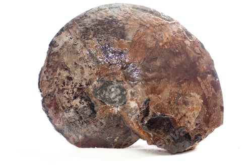 Preview: ammonite shell fossil