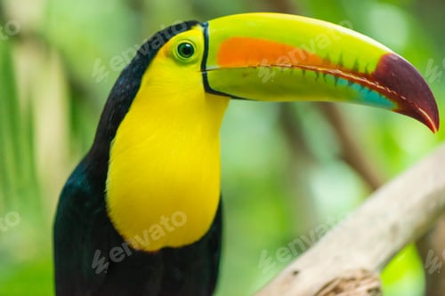 Preview: toucan, bird, colours, tropics