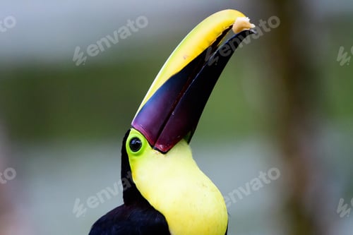 Preview: toucan, bird, colours, tropics