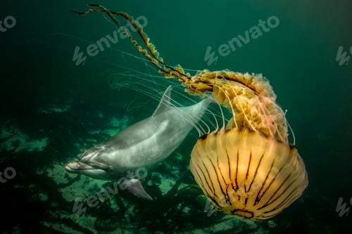 Preview: Dolphin gracefully swimming alongside a luminescent jellyfish under the sea.