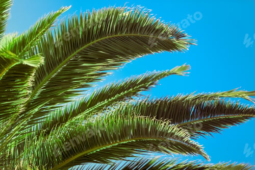 Preview: Tree branches on blue sky background