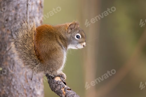 Preview: Squirrel on a tree branch in a forest.