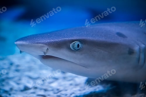 Preview: A predatory shark Selachimorpha awaits a prey at the bottom in dark water.