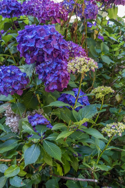 Preview: A Closeup View Of Deep Purple Hydrangea Flowers.