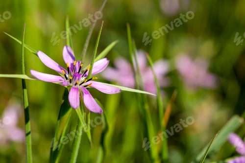 Preview: Wild plant; scientific name; Geropogon hybridus or Tragopogon porrifolius
