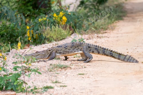 Preview: Mugger crocodile or Crocodylus palustris walking on the ground