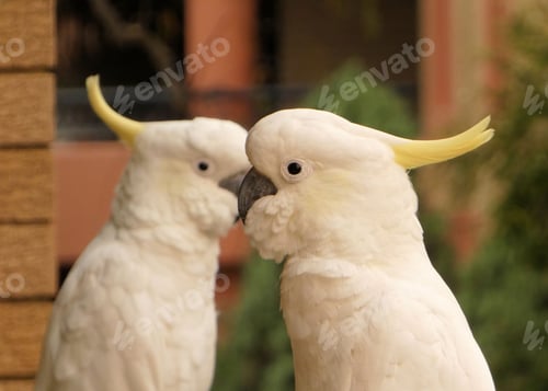 Preview: Side view of two cockatoo birds