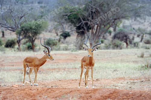 Preview: Impala on savanna in Africa