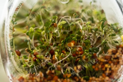 Preview: Growing sprouts in a jar