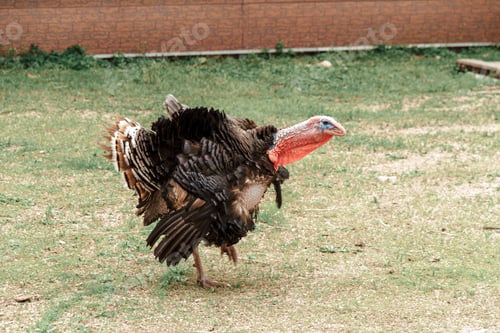 Preview: Turkey walks on the green grass on the farm.