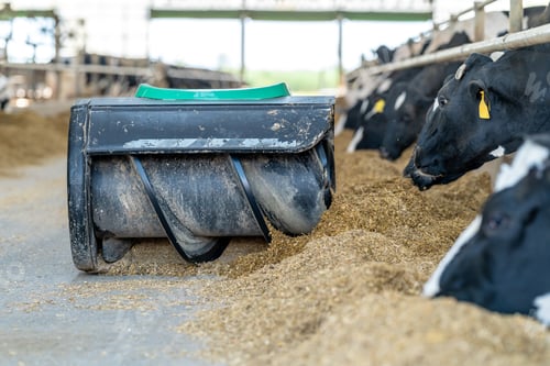 Preview: automatic feed feeder for cows on the farm, concept of automation of the farming industry