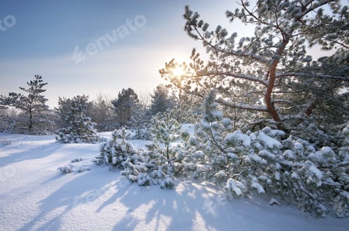 Preview: Winter nature landscape.