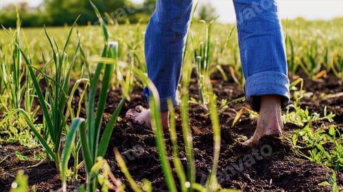 Preview: Barefoot farmer in blue jeans walks on the soil in a field among the pea beds