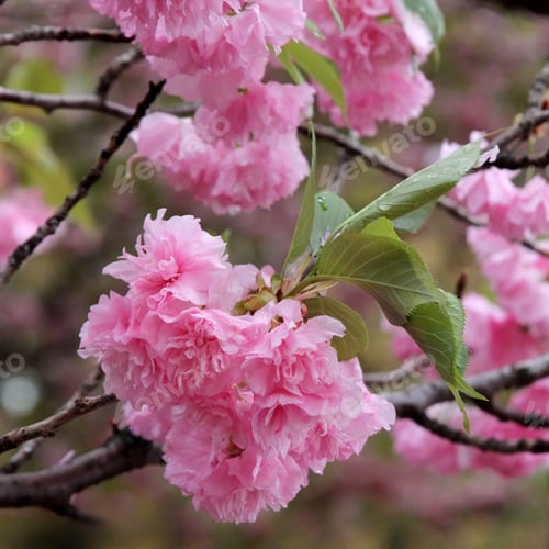 Preview: Pink Springtime Flowers On Tree - Close Up Photograph Of Bright Pink Springtime Flowers On Tree